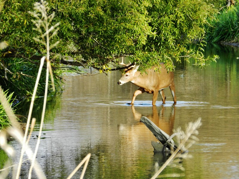 Buck CDCWMA